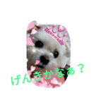マルチーズのルーくんあいさつ 2（個別スタンプ：7）