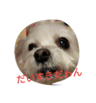 マルチーズのルーくんあいさつ 2（個別スタンプ：11）