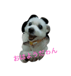 マルチーズのルーくんあいさつ 2（個別スタンプ：12）