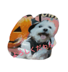 マルチーズのルーくんあいさつ 2（個別スタンプ：13）