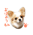 チワワのたまこサン(大分弁が出ちゃうワン)（個別スタンプ：1）