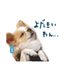 チワワのたまこサン(大分弁が出ちゃうワン)（個別スタンプ：6）