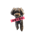 美白ゴルファーとトイプードルかりん君（個別スタンプ：2）