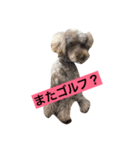 美白ゴルファーとトイプードルかりん君（個別スタンプ：3）