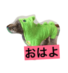 美白ゴルファーとトイプードルかりん君（個別スタンプ：8）