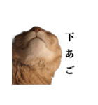 猫のむぎちゃん（個別スタンプ：3）
