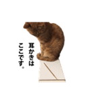 猫のむぎちゃん（個別スタンプ：4）