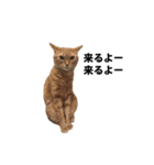猫のむぎちゃん（個別スタンプ：5）