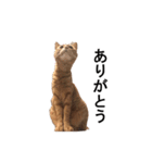 猫のむぎちゃん（個別スタンプ：6）