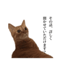 猫のむぎちゃん（個別スタンプ：8）