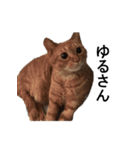 猫のむぎちゃん（個別スタンプ：9）