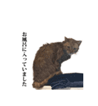 猫のむぎちゃん（個別スタンプ：12）