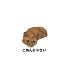 猫のむぎちゃん（個別スタンプ：14）