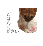猫のむぎちゃん（個別スタンプ：16）