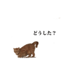 猫のむぎちゃん（個別スタンプ：17）