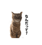 猫のむぎちゃん（個別スタンプ：18）