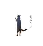 猫のむぎちゃん（個別スタンプ：19）