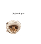 猫のむぎちゃん（個別スタンプ：20）