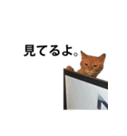猫のむぎちゃん（個別スタンプ：23）