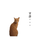 猫のむぎちゃん（個別スタンプ：27）