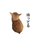 猫のむぎちゃん（個別スタンプ：28）