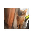 猫のむぎちゃん（個別スタンプ：32）