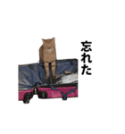 猫のむぎちゃん（個別スタンプ：34）