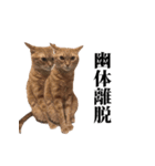 猫のむぎちゃん（個別スタンプ：35）