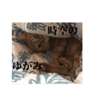 猫のむぎちゃん（個別スタンプ：37）
