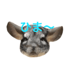 フクとモモ（個別スタンプ：2）