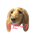 フクとモモ（個別スタンプ：12）