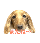 フクとモモ（個別スタンプ：16）