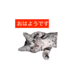 可愛すぎるニャンコ（個別スタンプ：5）