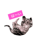 可愛すぎるニャンコ（個別スタンプ：7）