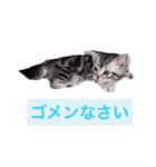 可愛すぎるニャンコ（個別スタンプ：8）