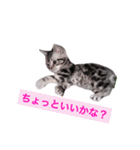 可愛すぎるニャンコ（個別スタンプ：11）