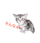 可愛すぎるニャンコ（個別スタンプ：14）