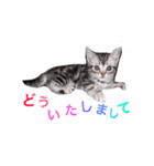 可愛すぎるニャンコ（個別スタンプ：17）