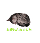 可愛すぎるニャンコ（個別スタンプ：21）
