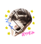 ひめにゃん♡ラブ（個別スタンプ：1）