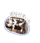 ひめにゃん♡ラブ（個別スタンプ：13）