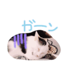ひめにゃん♡ラブ（個別スタンプ：14）