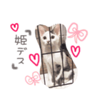ひめにゃん♡ラブ（個別スタンプ：15）
