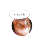 ルララスタンプ（個別スタンプ：12）