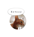 ルララスタンプ（個別スタンプ：23）
