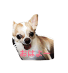 mamemamemameta（個別スタンプ：1）