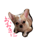 mamemamemameta（個別スタンプ：4）