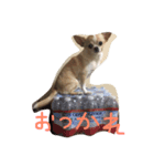 mamemamemameta（個別スタンプ：5）