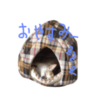 mamemamemameta（個別スタンプ：6）