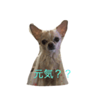 mamemamemameta（個別スタンプ：7）